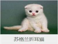 上海婵连网络科技有限公司