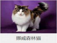 上海婵连网络科技有限公司