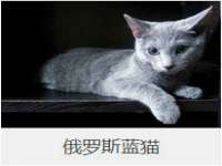 上海婵连网络科技有限公司