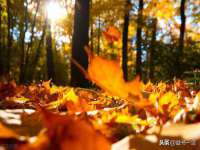 上海婵连网络科技有限公司