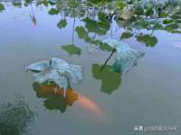上海婵连网络科技有限公司