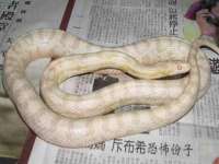 上海婵连网络科技有限公司